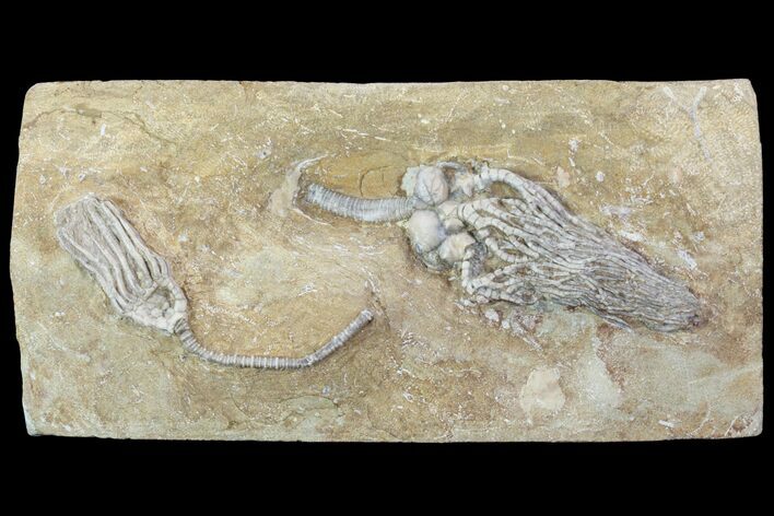 Cyathocrinites Crinoid with Macrocrinus - Crawfordsville, Indiana #94825